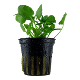 041B Nymphoides hydrophylla 'Taiwan'